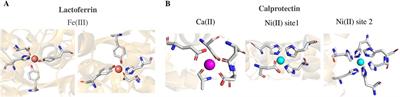 Metal-antimicrobial peptides combo: promising weapons to combat bacteria invaders